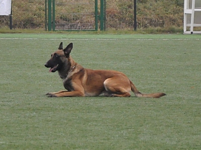 DSC_0963a.jpg